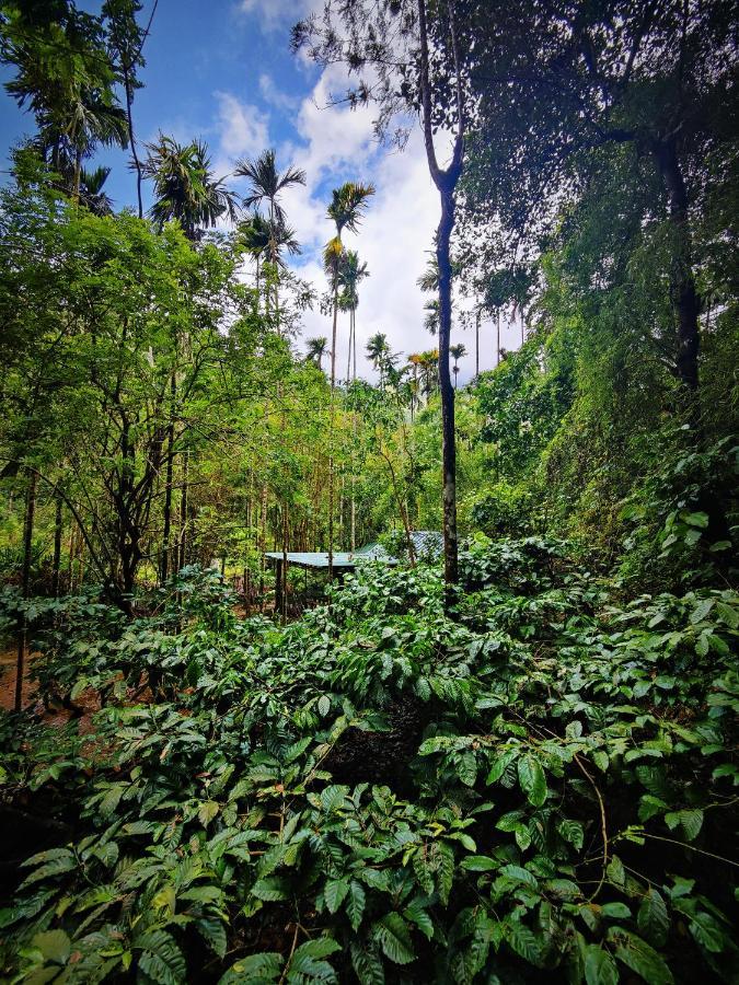 Wooden Cottages Glen Wayanad Meppādi Zewnętrze zdjęcie
